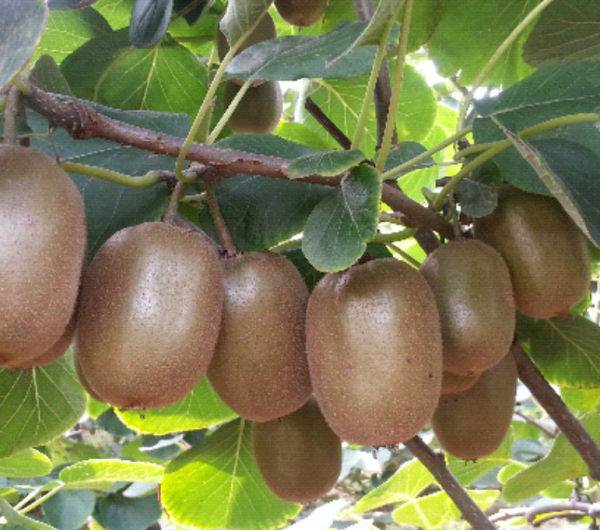 商用净水器 商用净水器